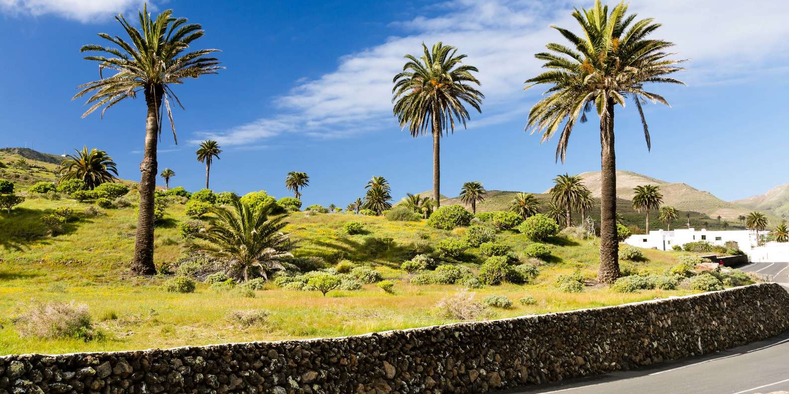 Valley of 1000 Palm Trees