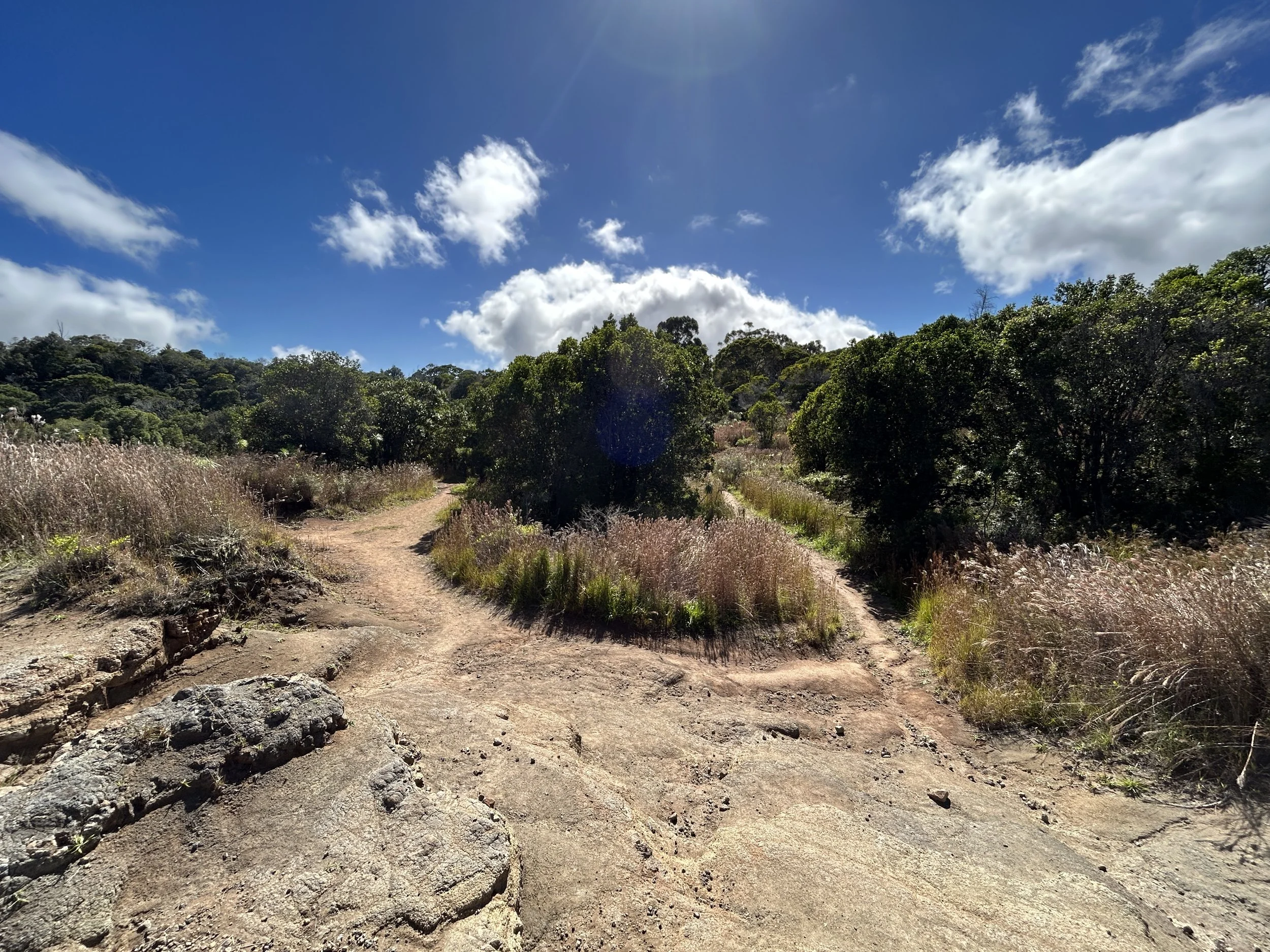 Iliau Nature Loop