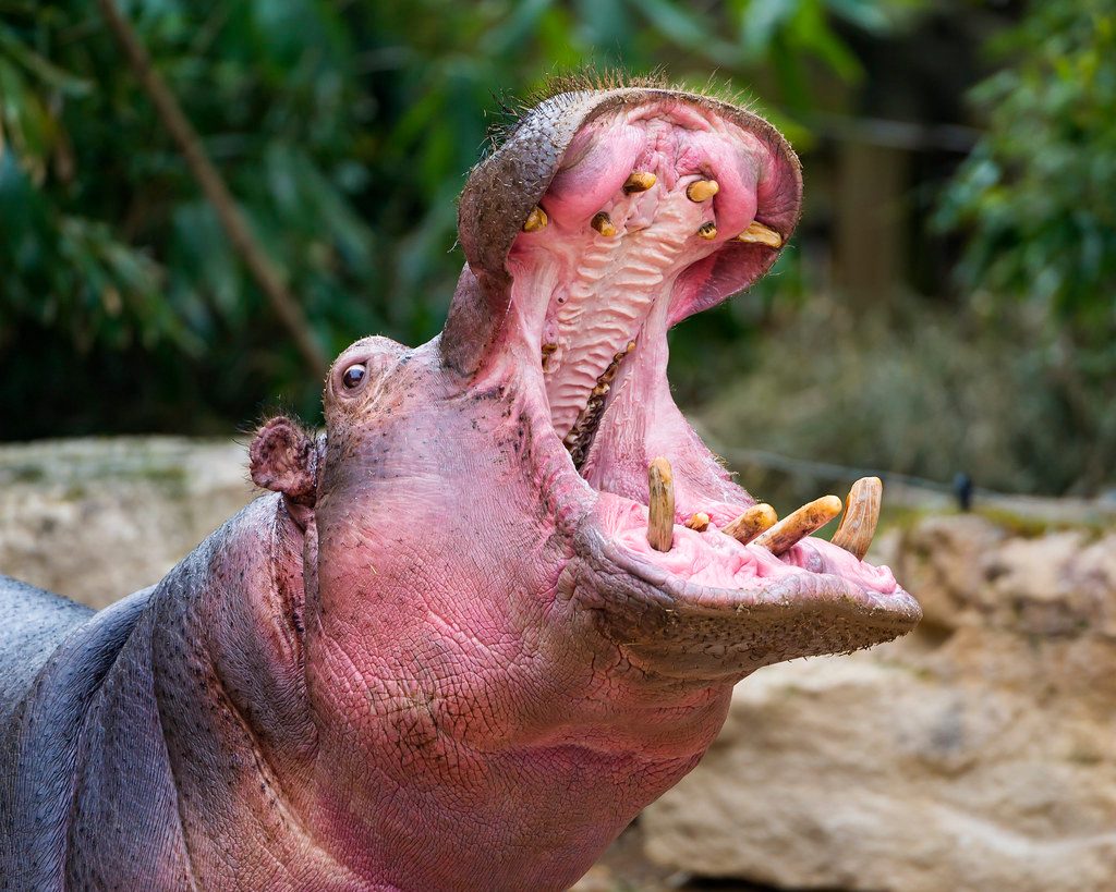 Hippo's Yawn