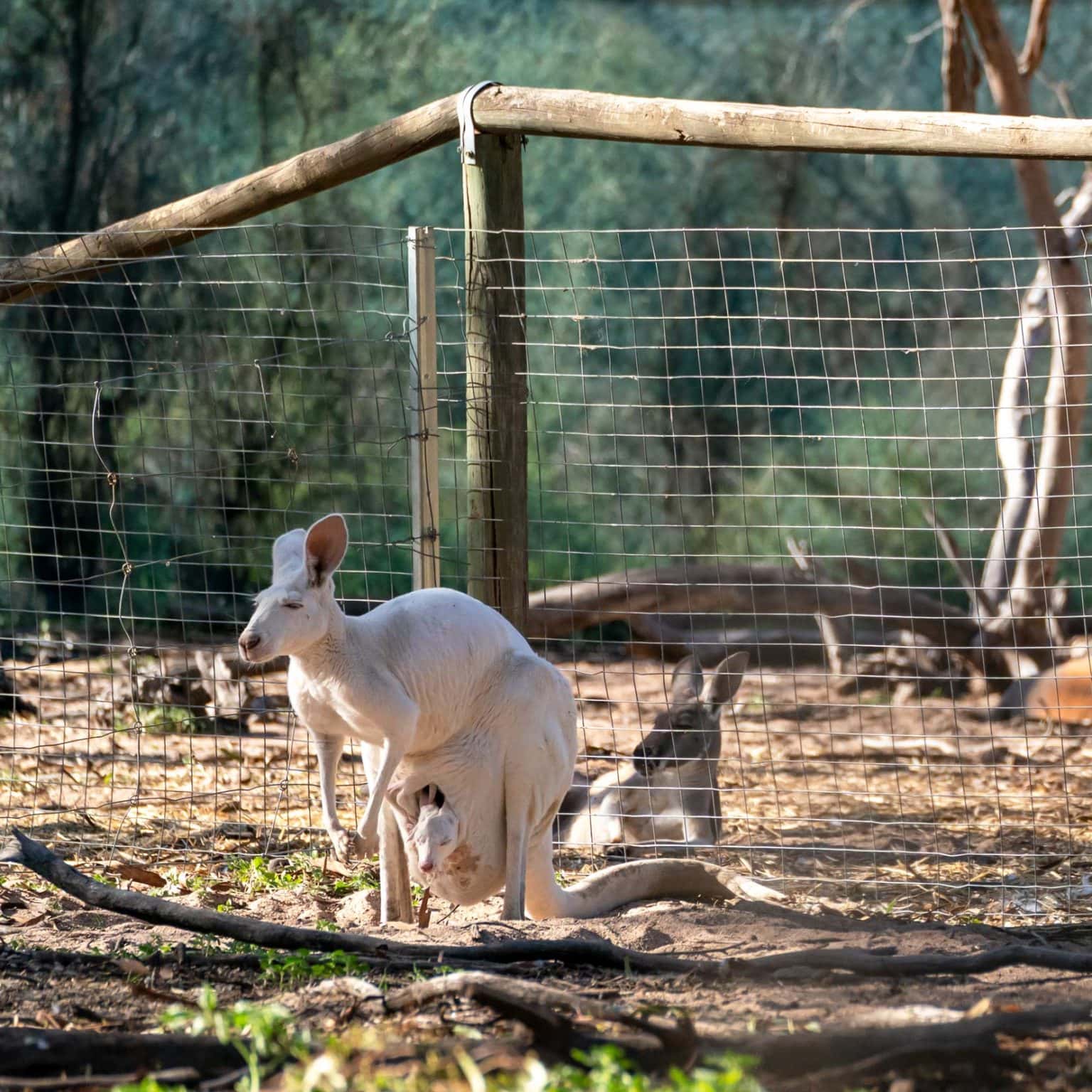Wave Rock Wildlife Park