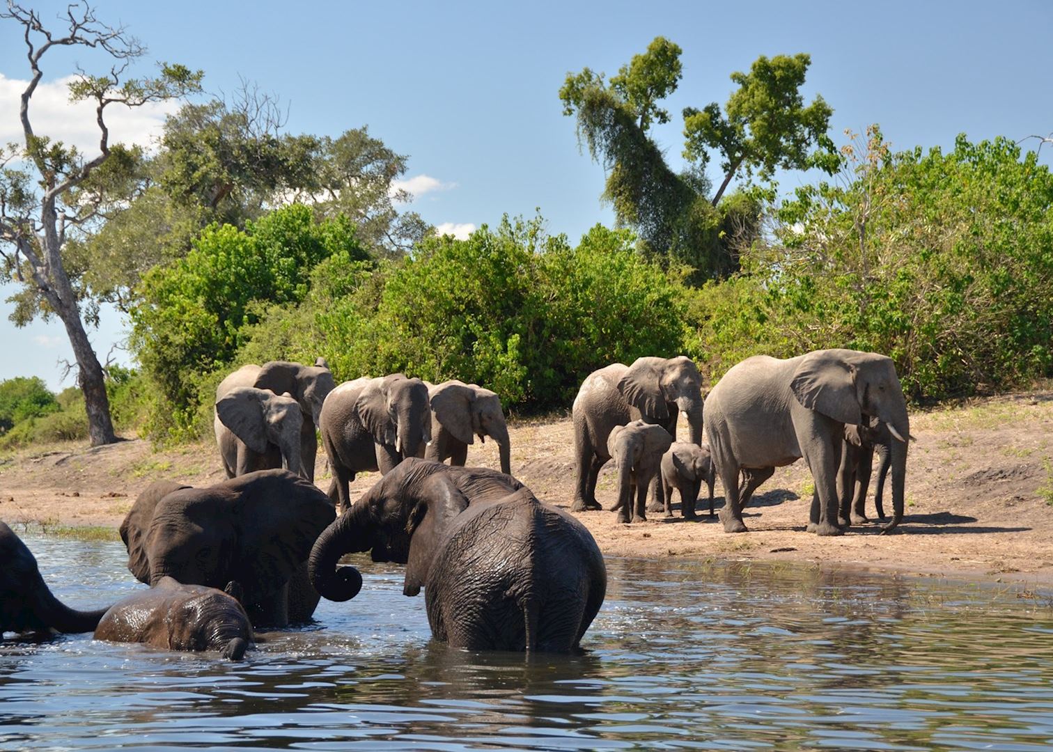 Chobe River