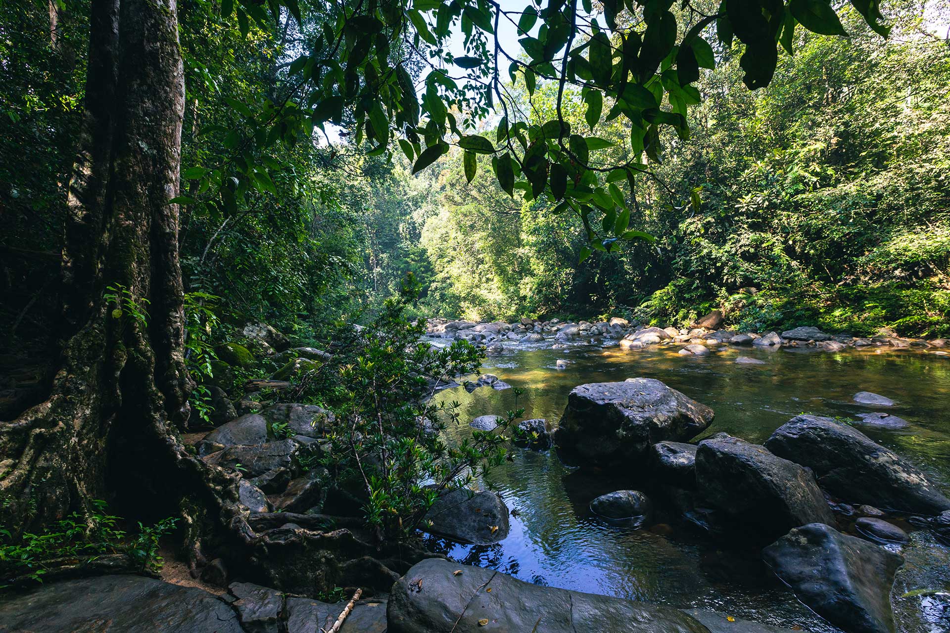 Kasane Forest Reserve