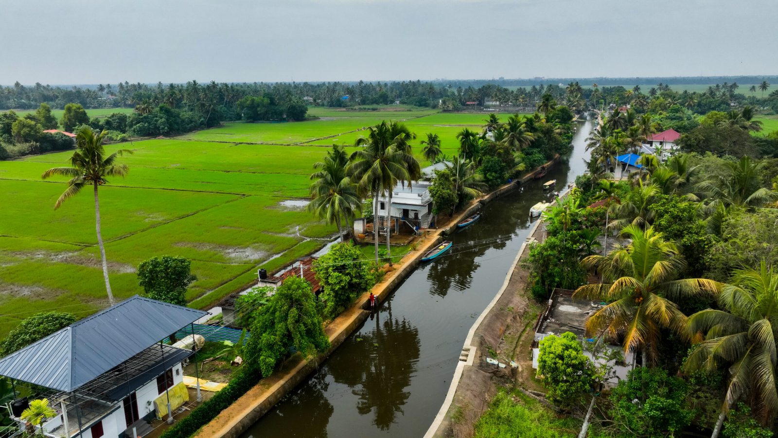 Rice Paddies