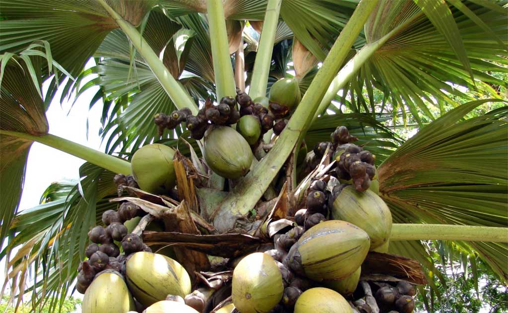 Coco de Mer Forest