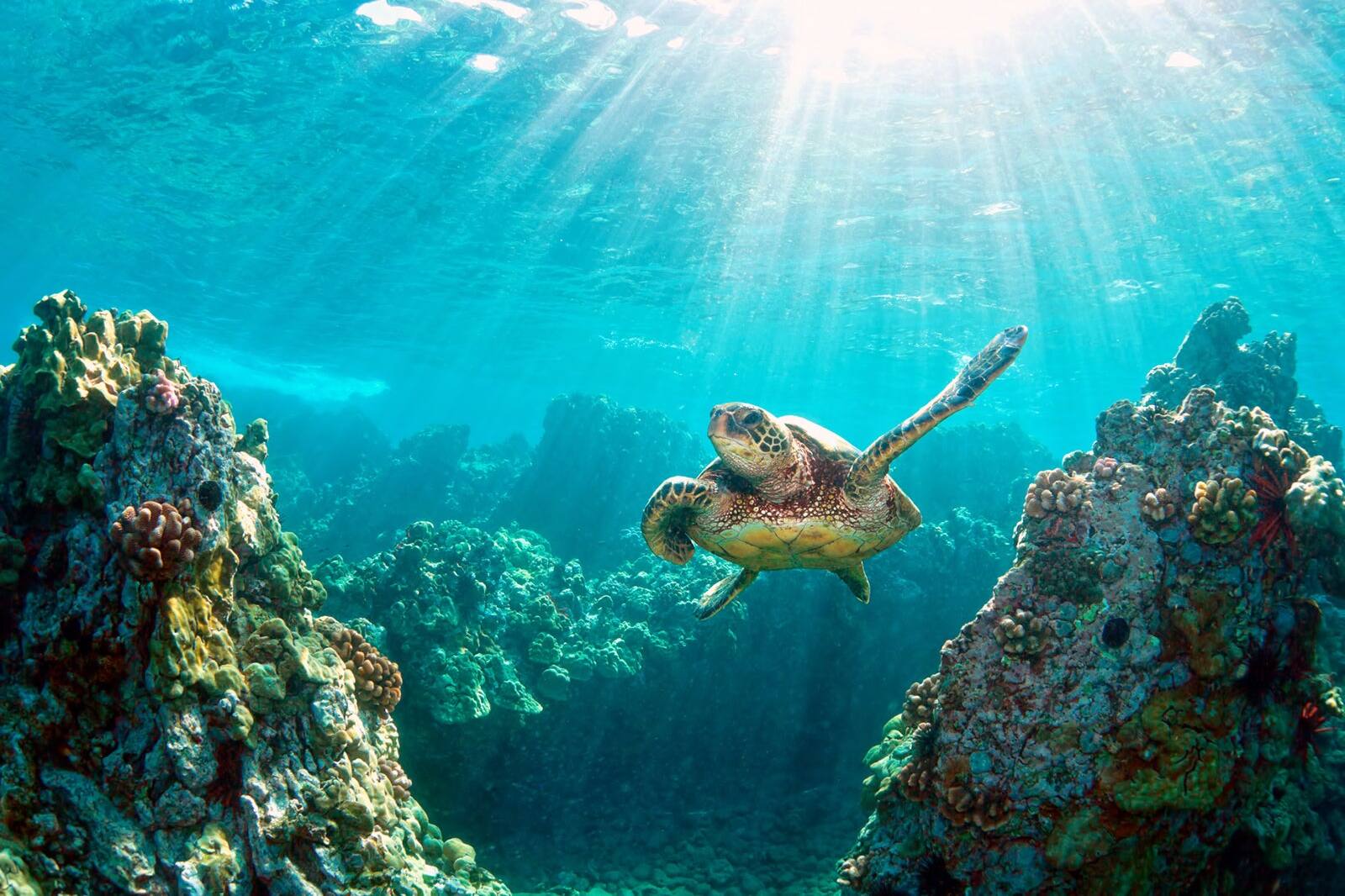 Marine Life Reefs