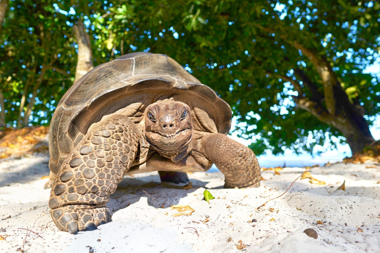 Giant Tortoise Enclosure
