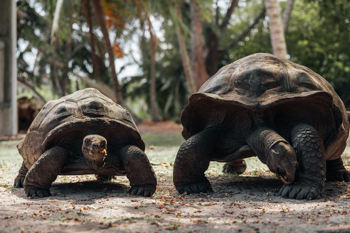 Curieuse Island Giant Tortoise Sanctuary