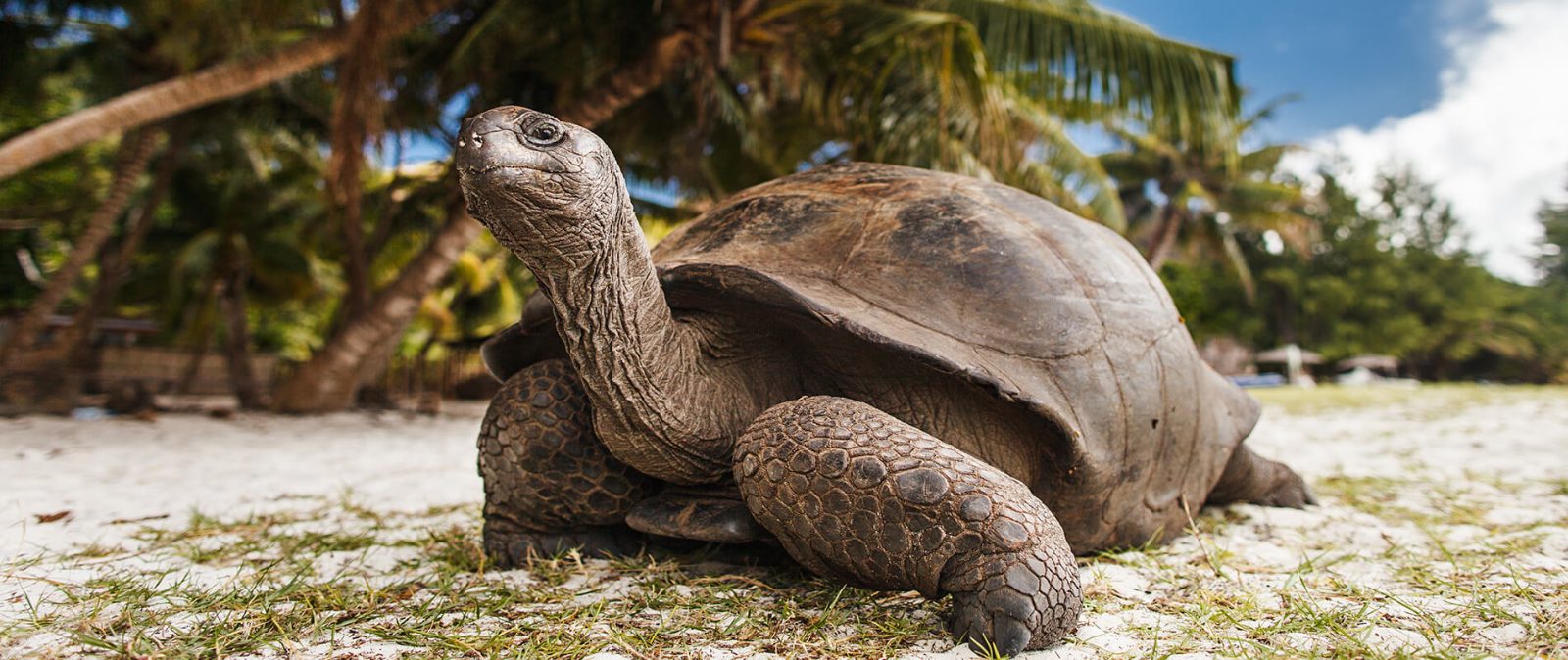 Giant Tortoise Sanctuary