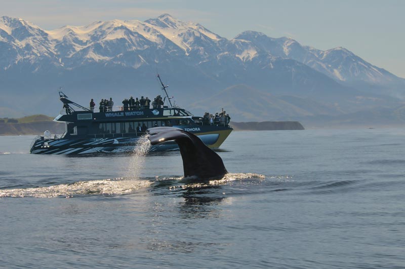 Christchurch to Kaikoura Day Tour