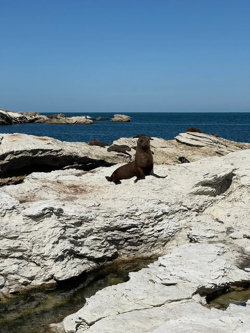 Point Kean Seal Colony