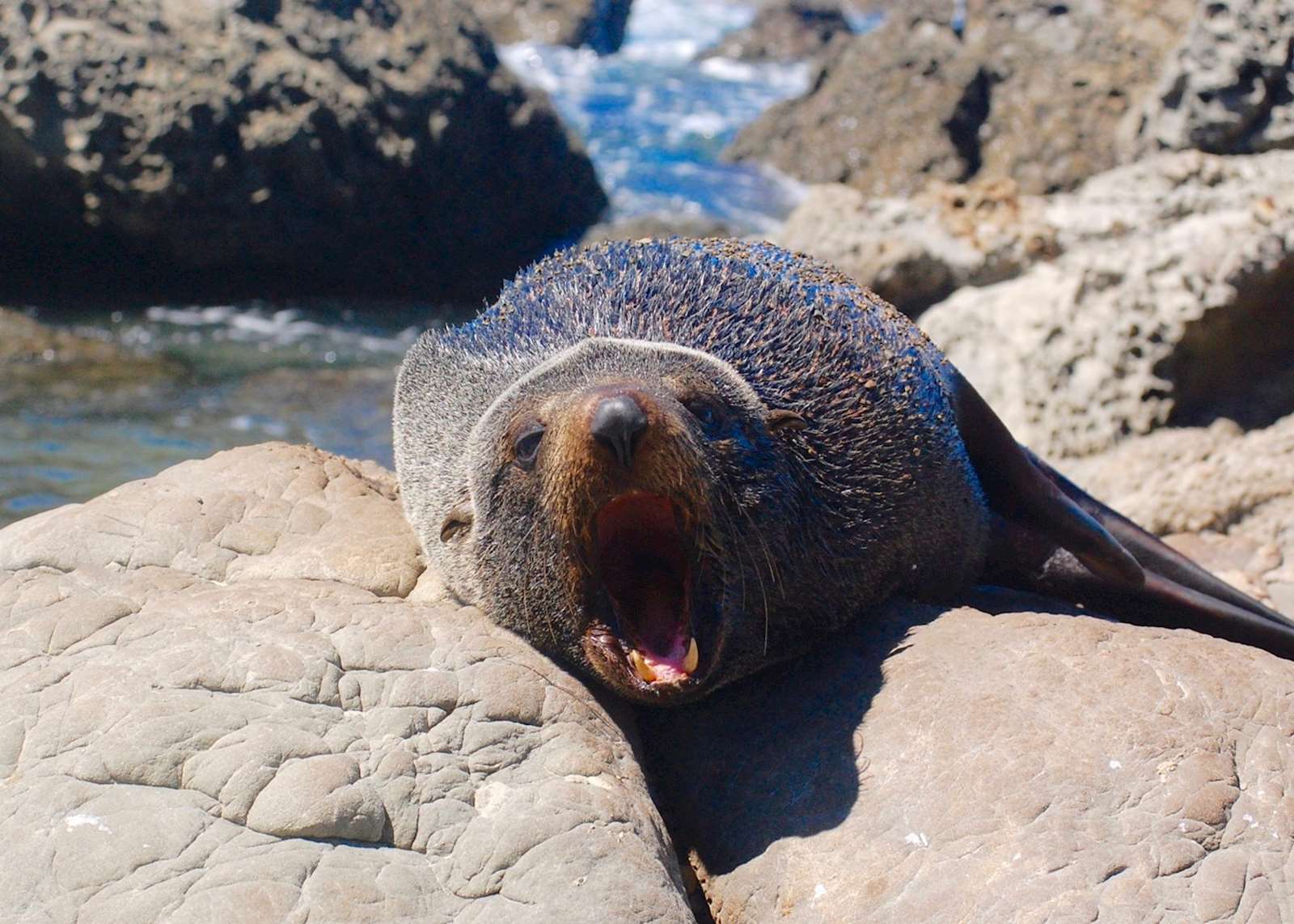 Ohau Point Seal Colony