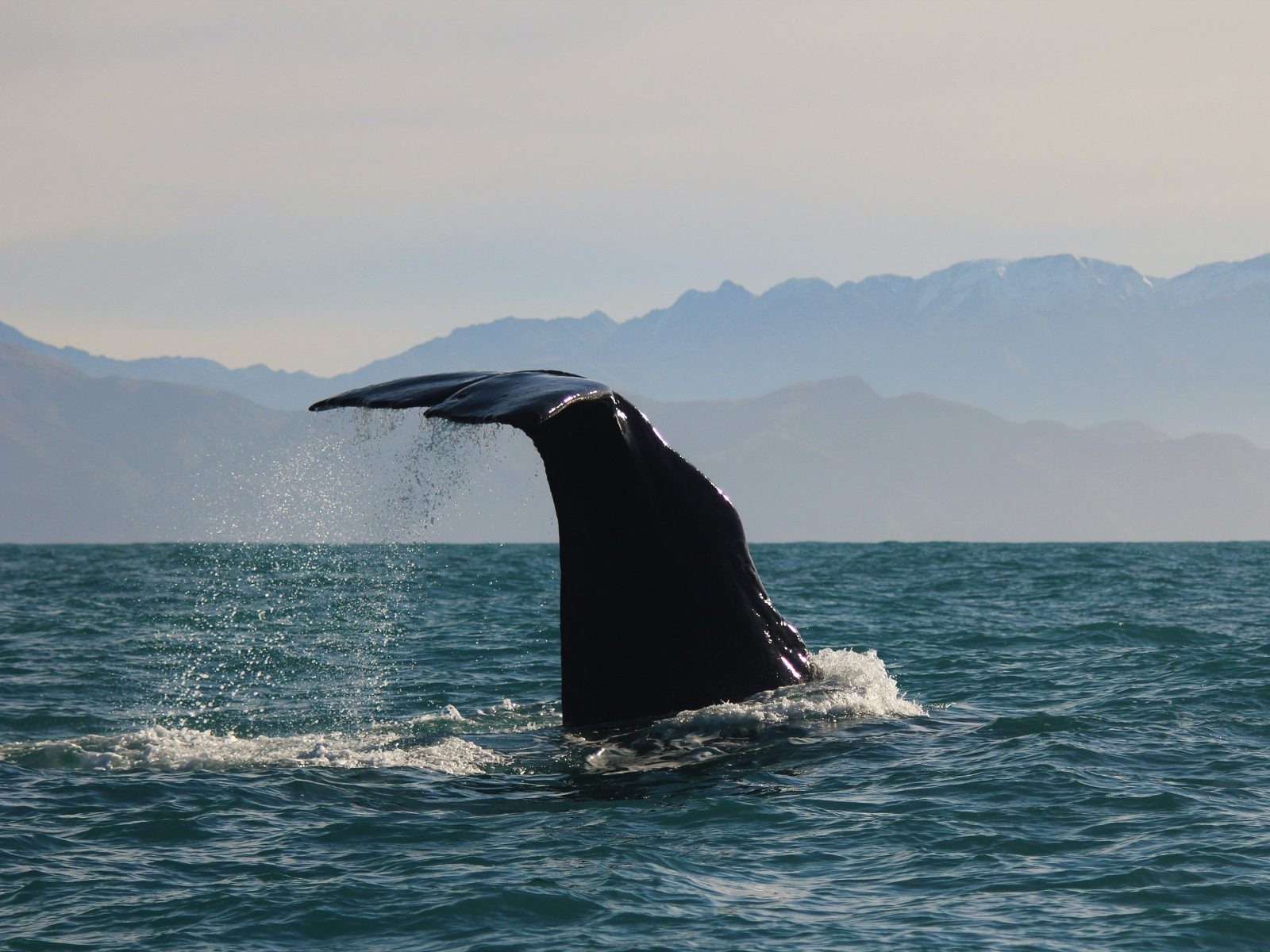 Christchurch to Kaikoura Whale Watching Tour