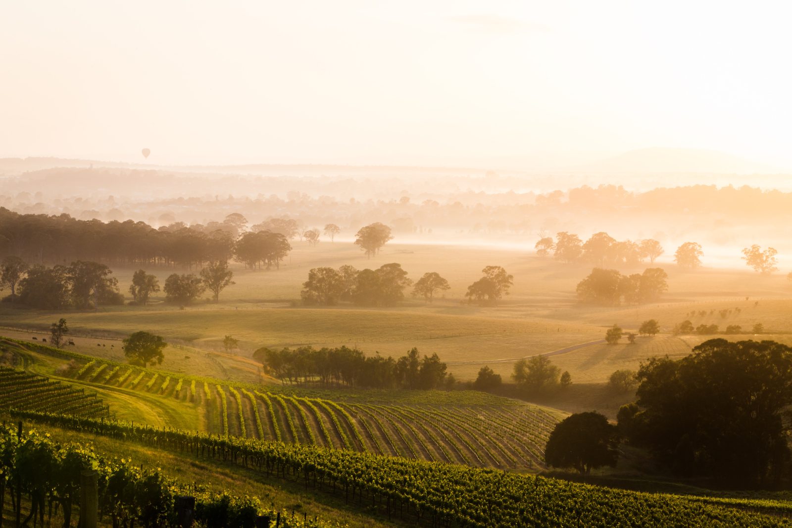 Hunter Valley Vistas