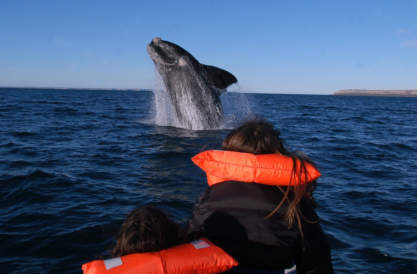 Whale Watching Tour Punta Arenas