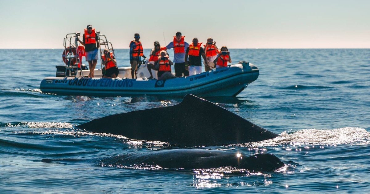 Whale and Glacier Watching From Punta Arenas Francisco Coloane Park