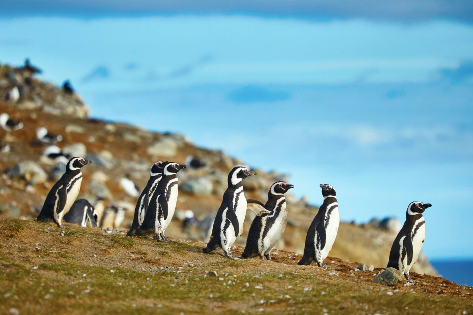 Whale and Glacier Tour Punta Arenas