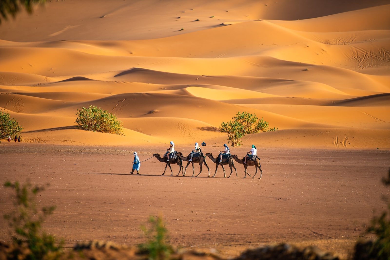 Kyzylkum Sand Dunes