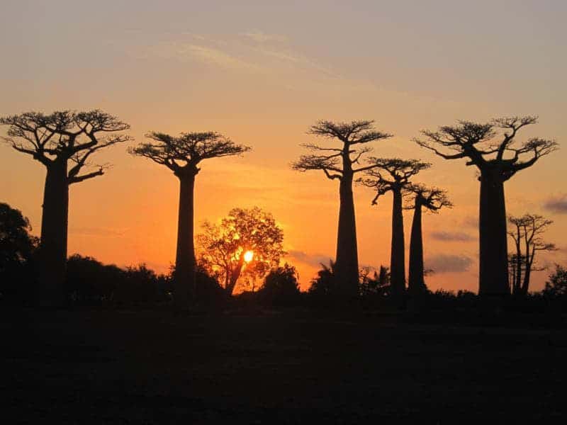 Chiefs Island Baobabs