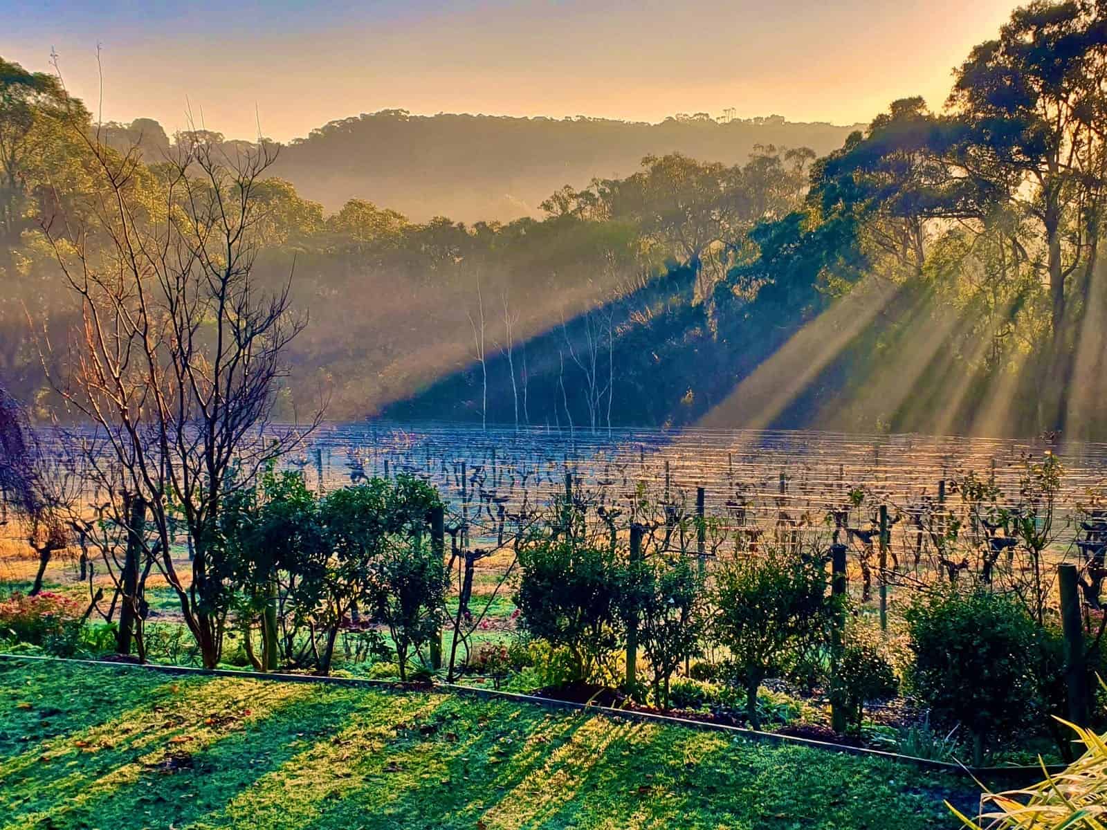 Main Ridge Estate Vineyards
