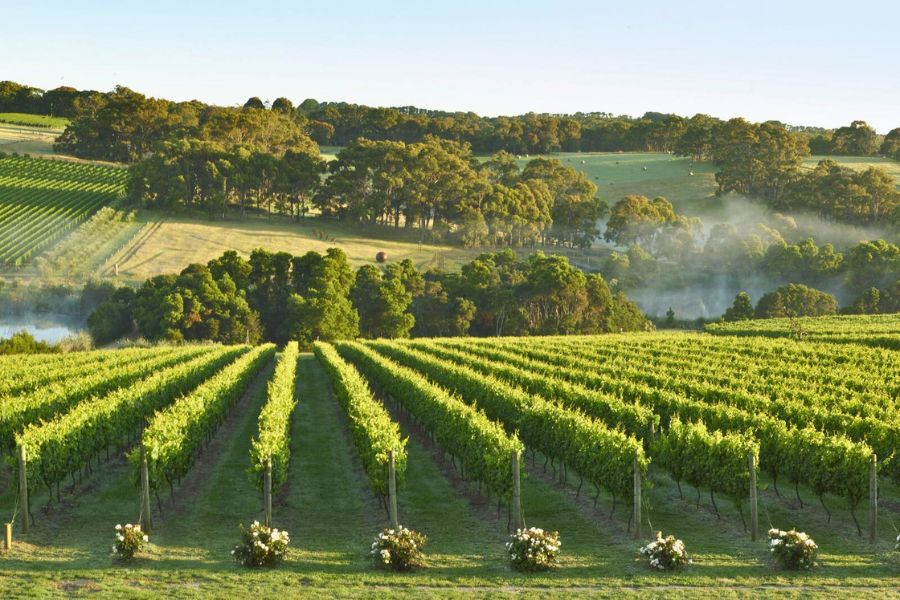 Chardonnay Vineyards