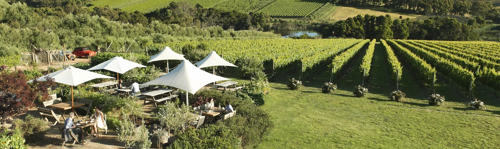 Vineyard Visit