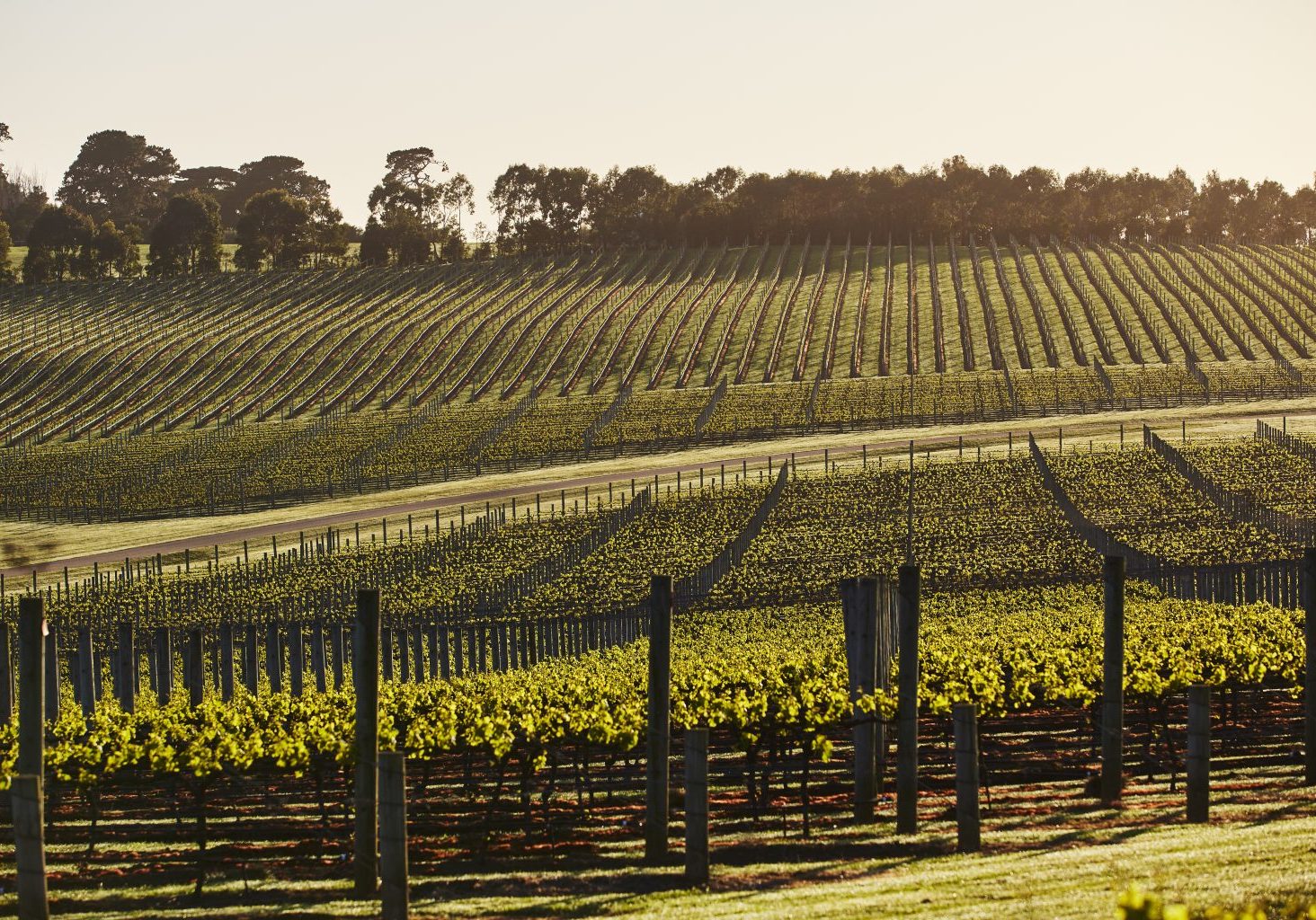 Pt. Leo Estate Vineyard Rows