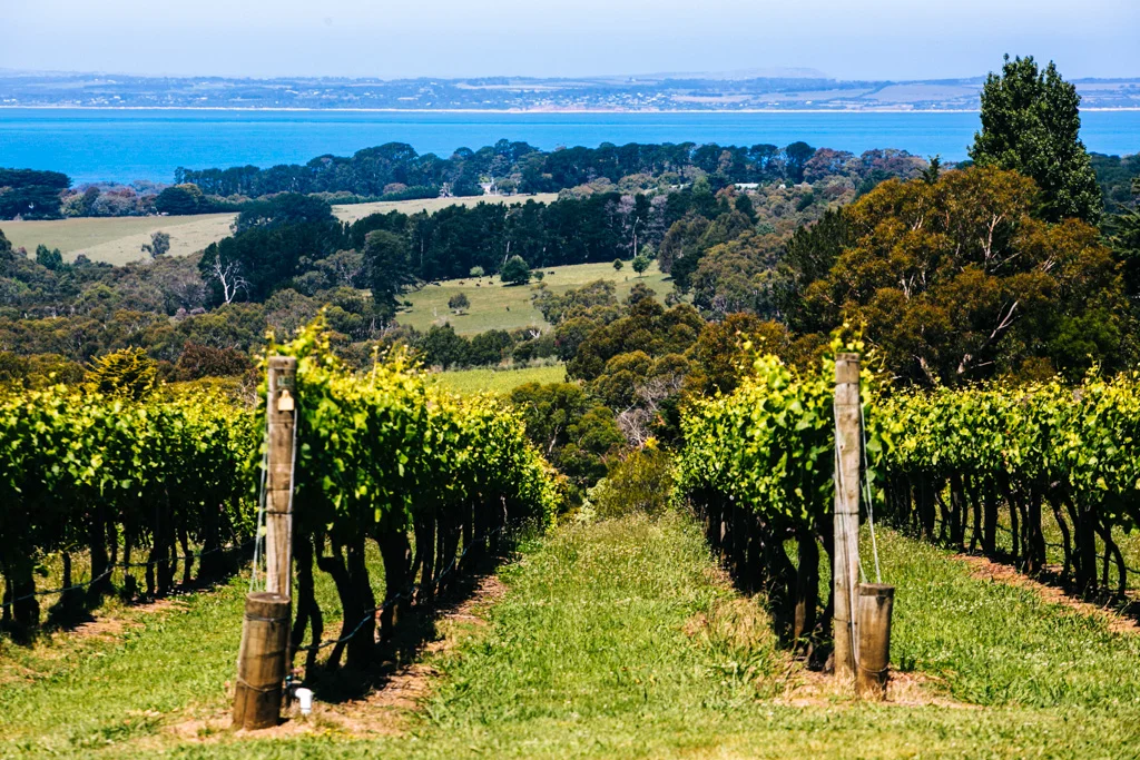 The Vines Lookout