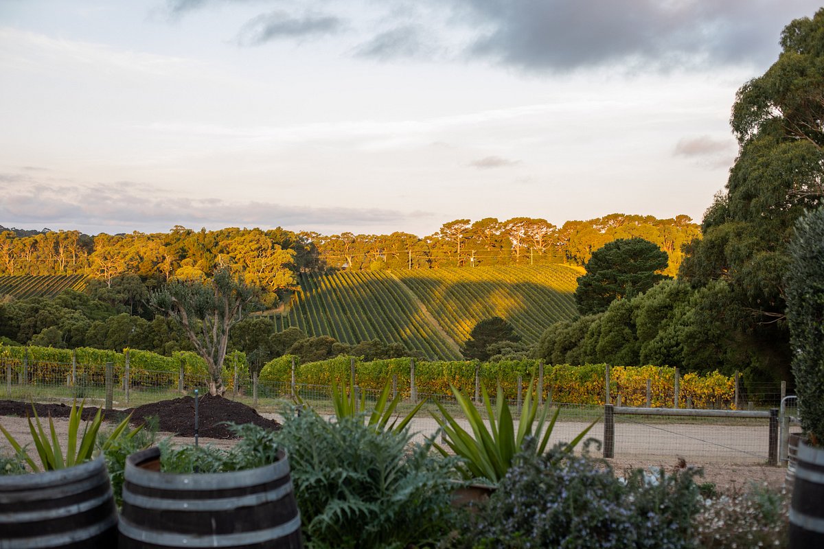 Main Ridge Vineyards