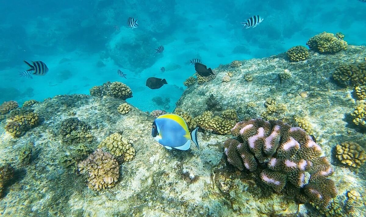 St. Pierre Islet Reef