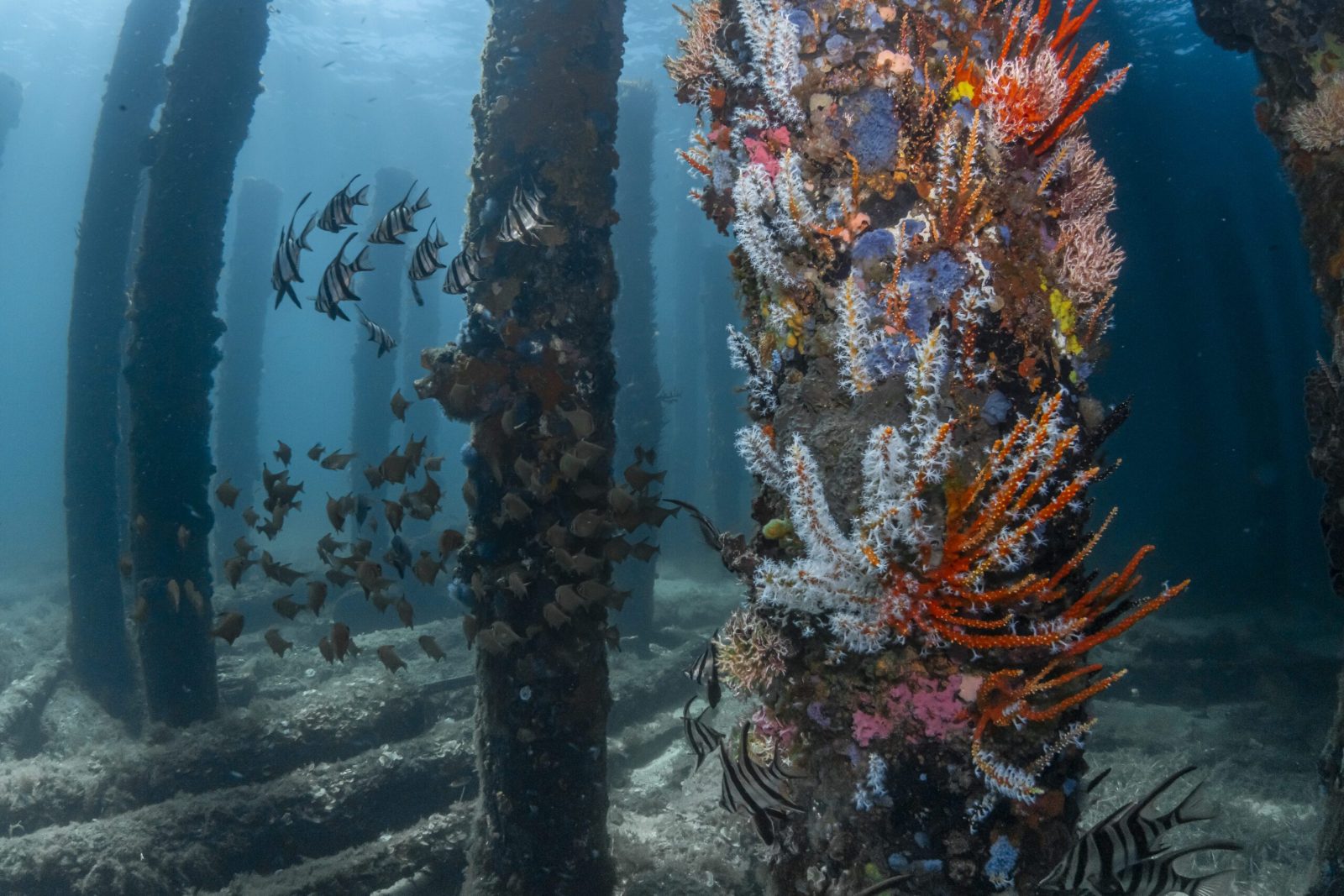 Underwater Observatory