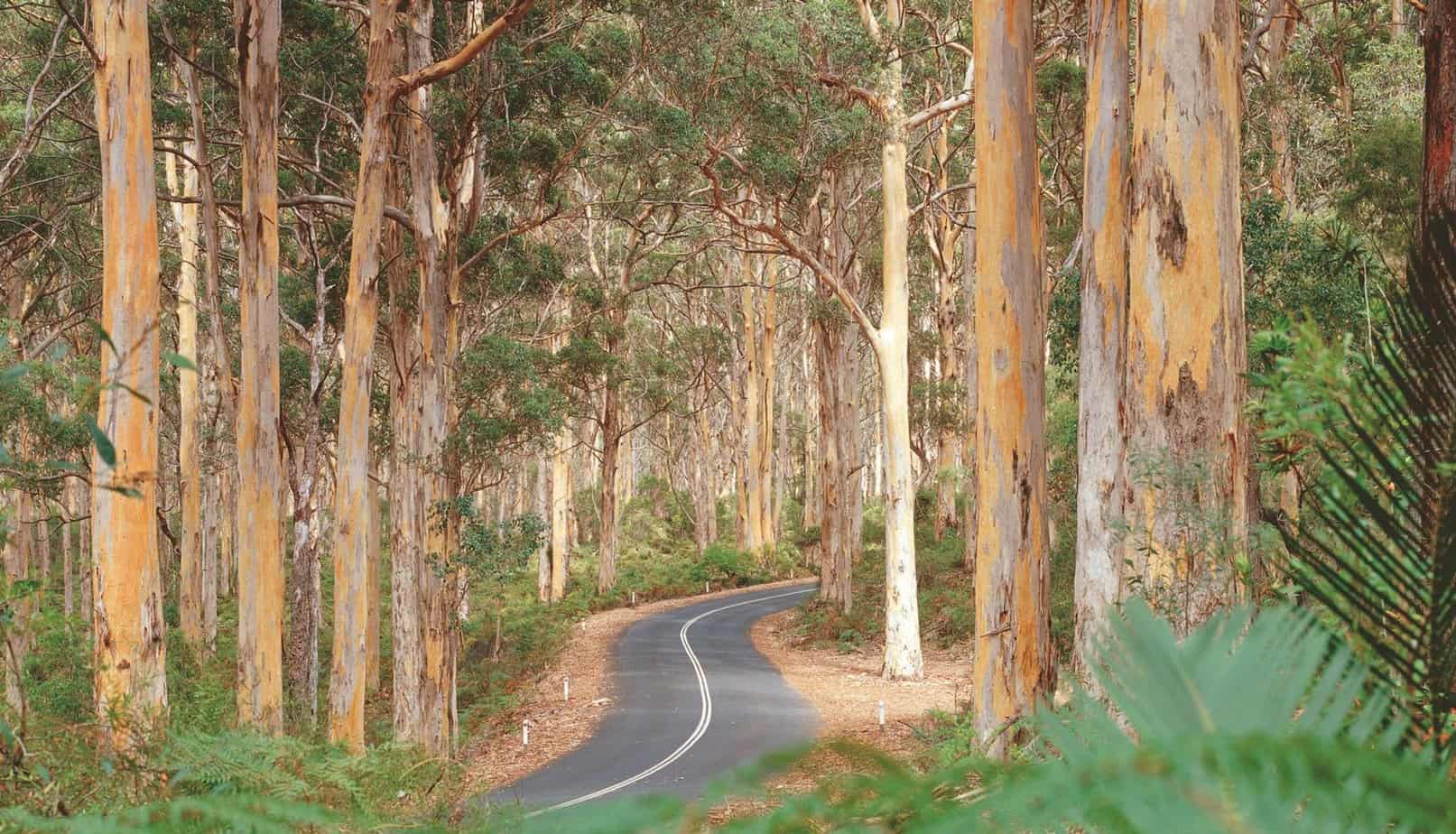 Boranup Karri Forest