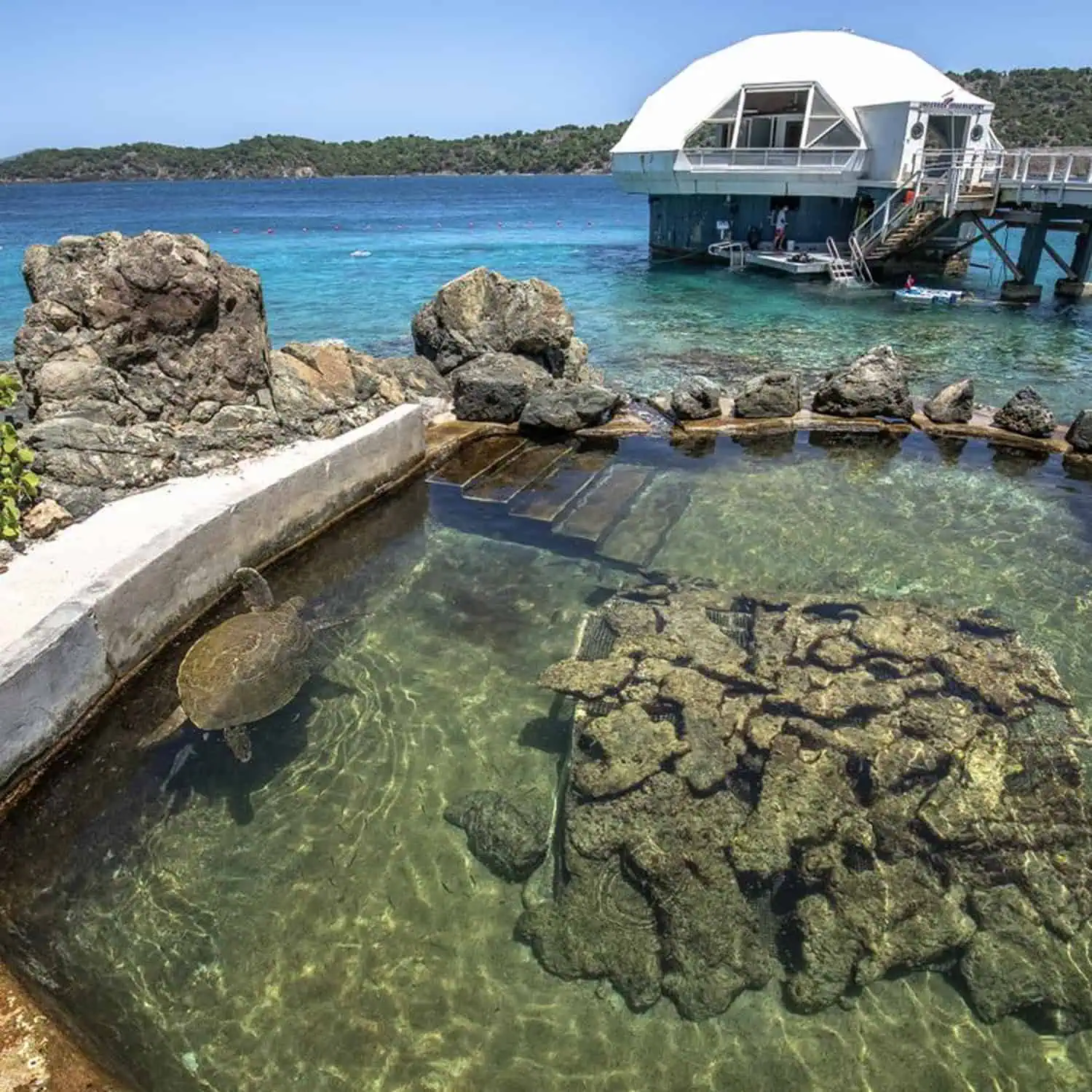 Sea Turtle Pool
