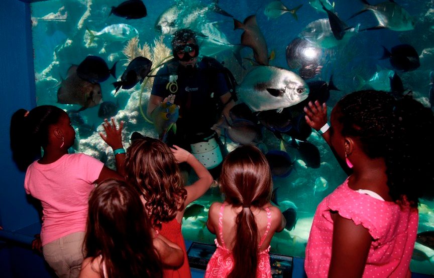 Caribbean Reef Encounter