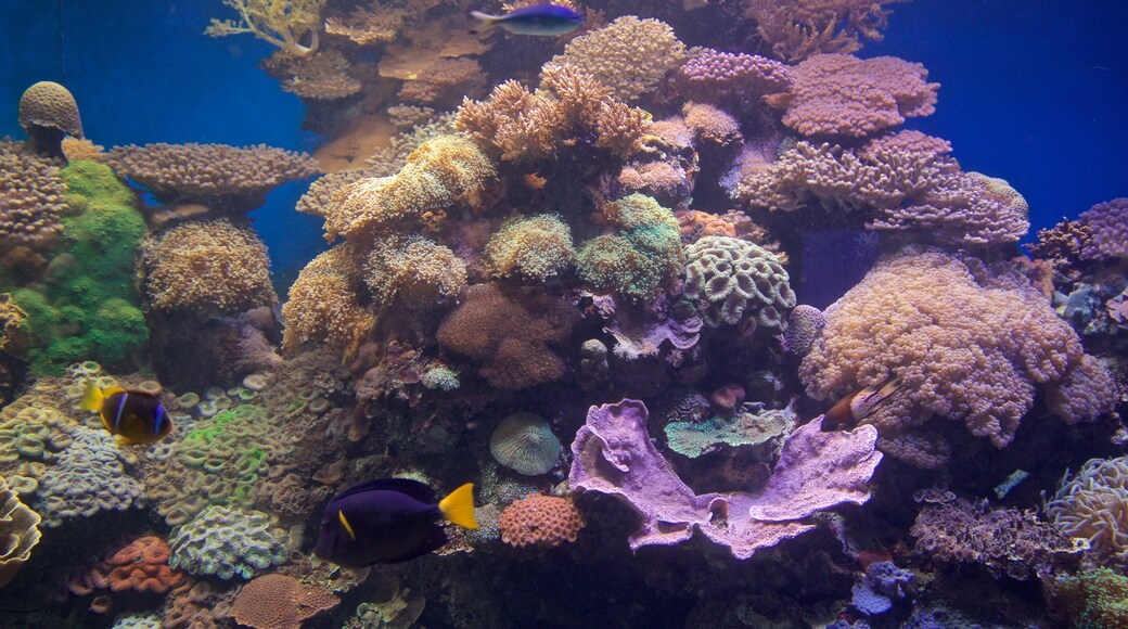 Marine Gardens Aquarium