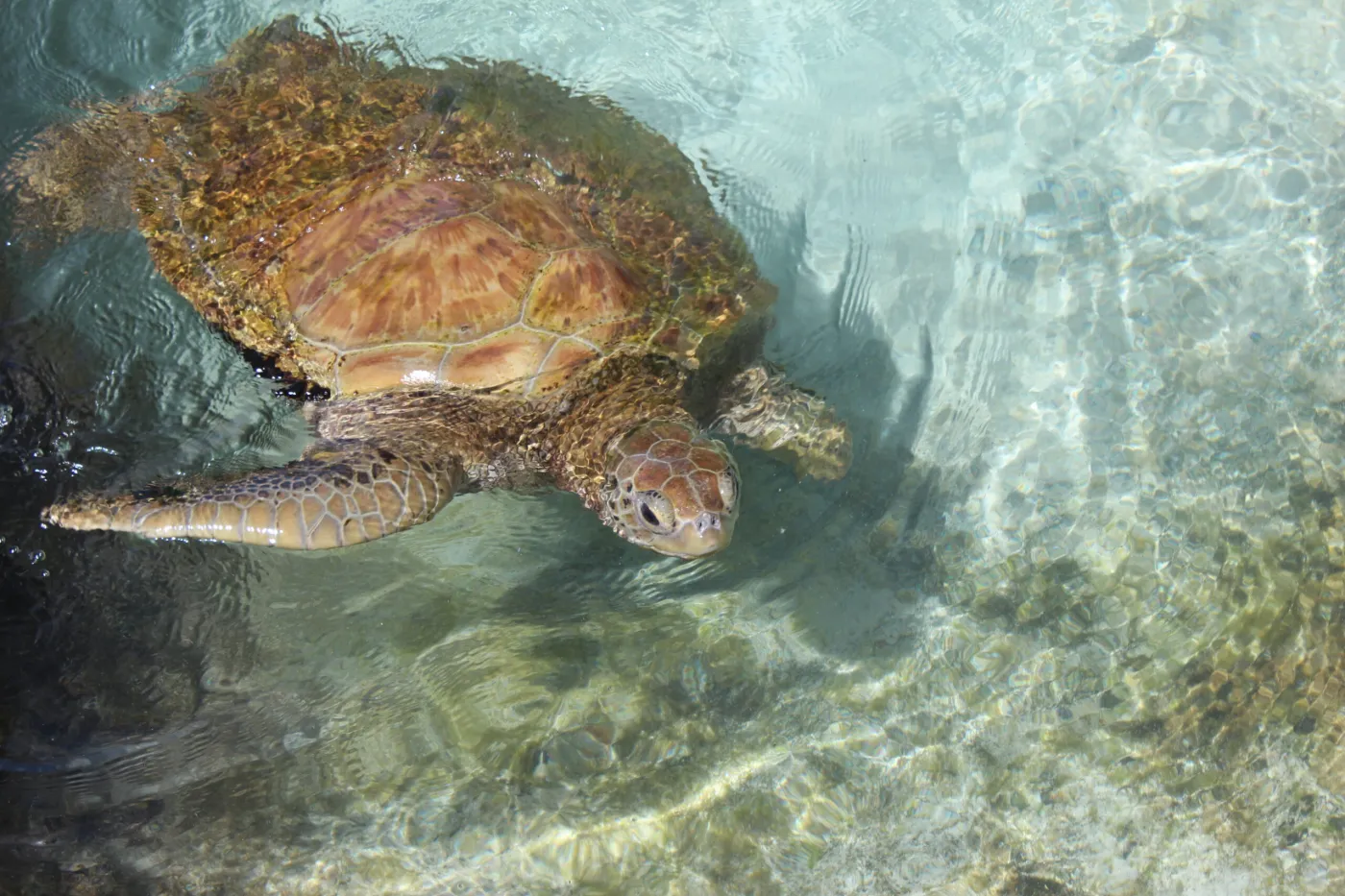Turtle Pool