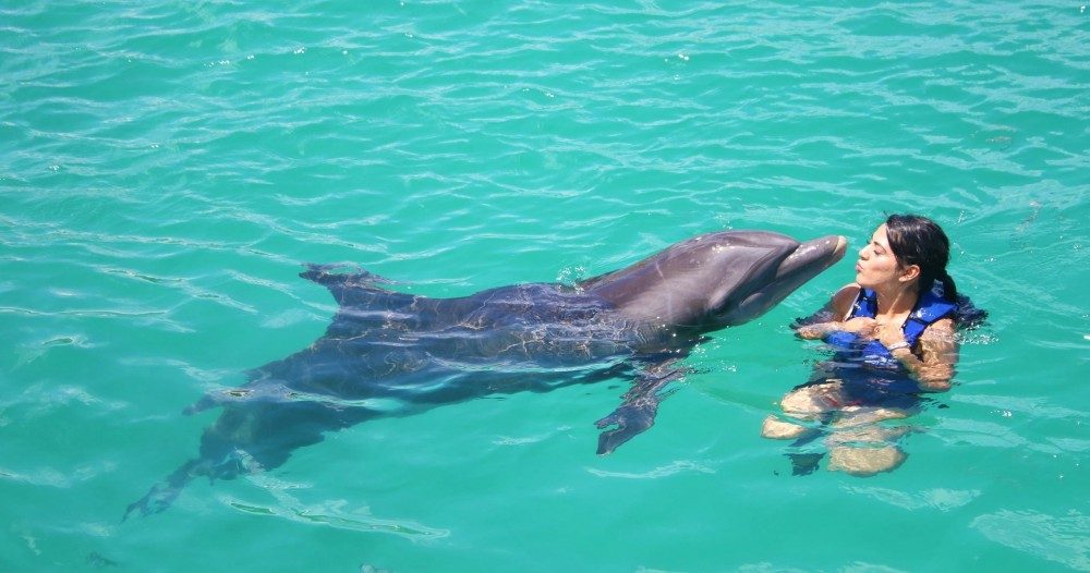 Dolphin Splash Pool Edge