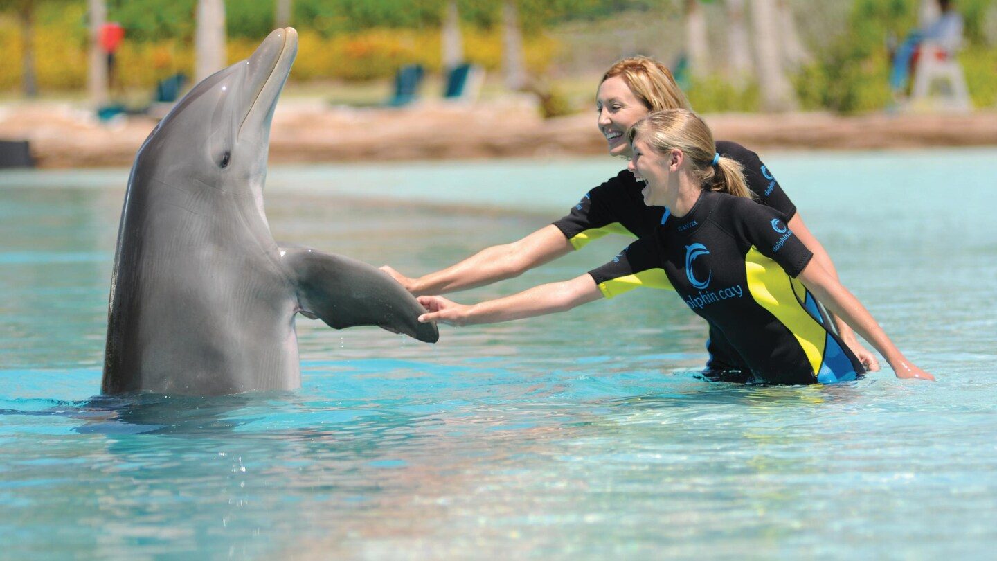 Swim With Dolphins St Thomas Virgin Islands