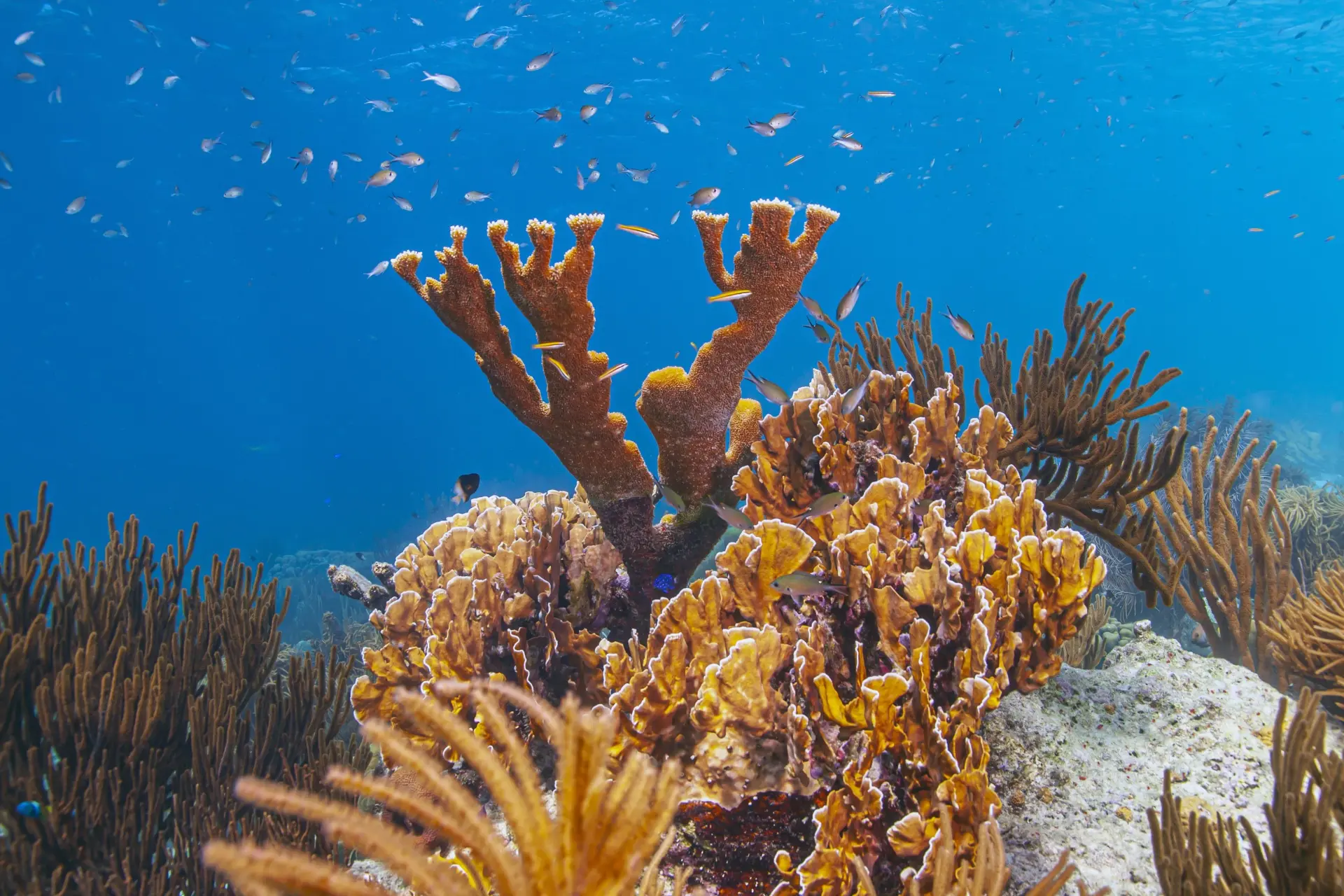 Marine Gardens