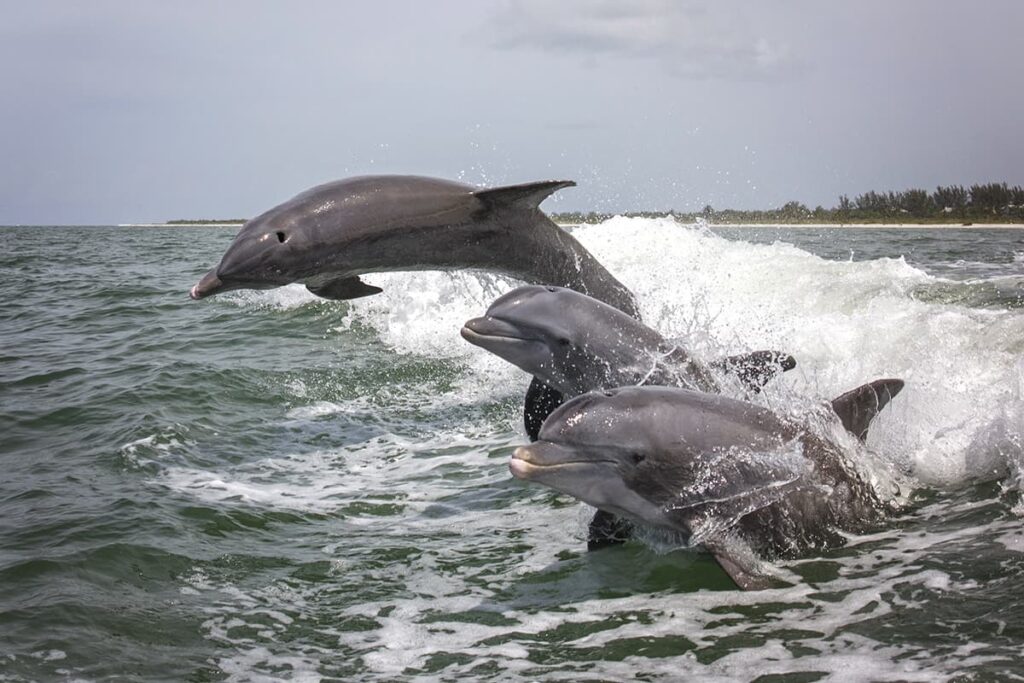 Tybee Island Dolphin Tour