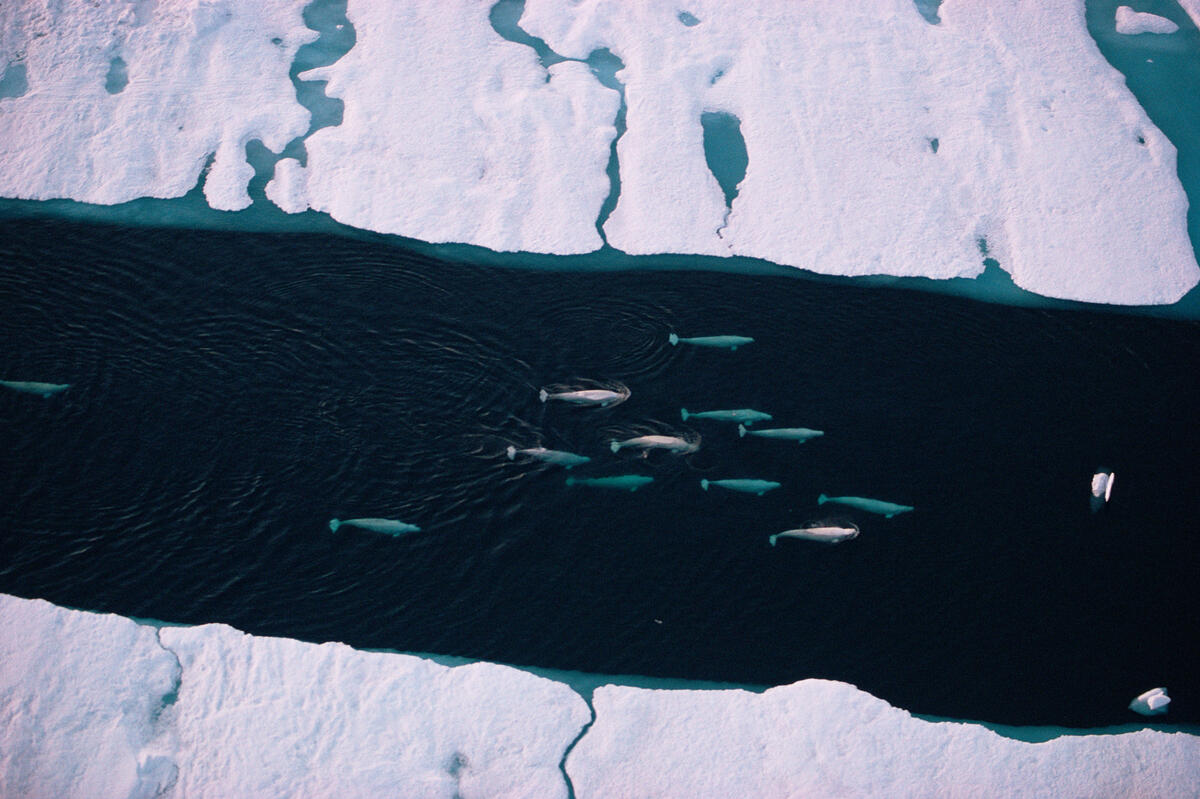 Observers often spot rare pelagic birds attracted to the nutrient-rich waters.