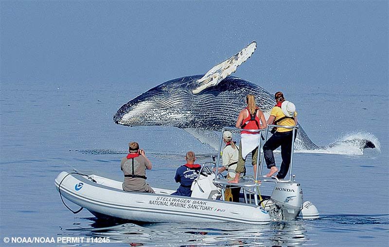 Plymouth Whale Watching on Stellwagen Bank
