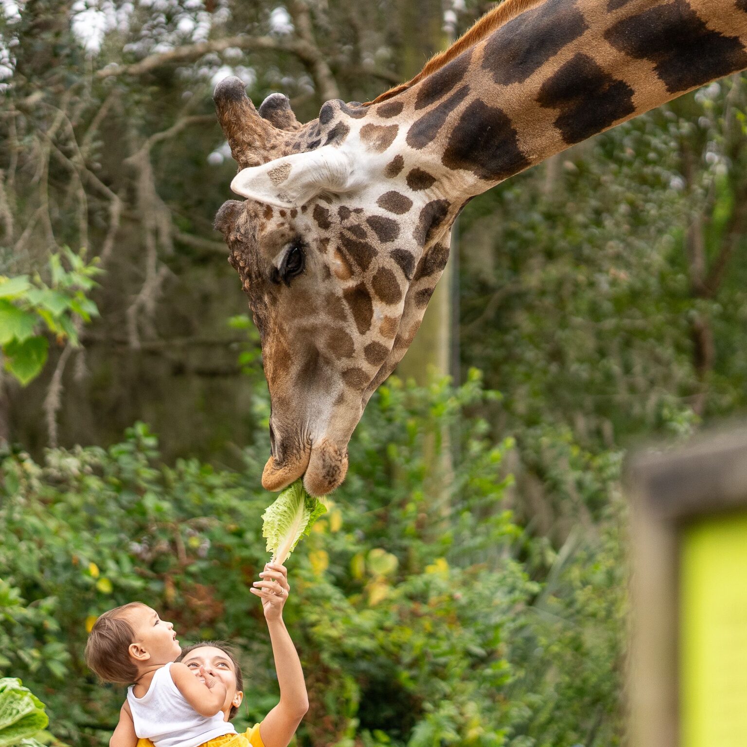 Giraffe Feeding Platform