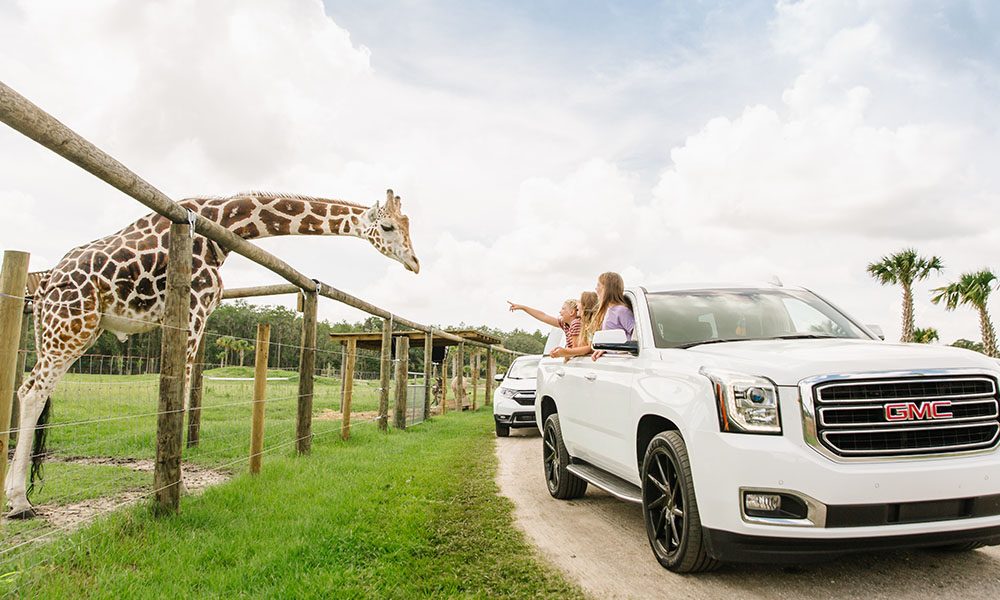 Drive Thru Safari Orlando
