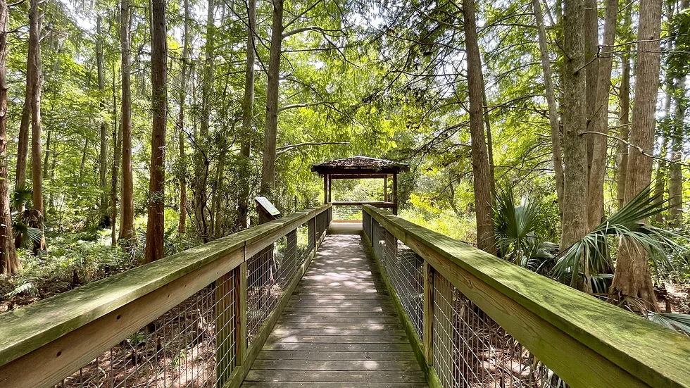 Hawk Swamp