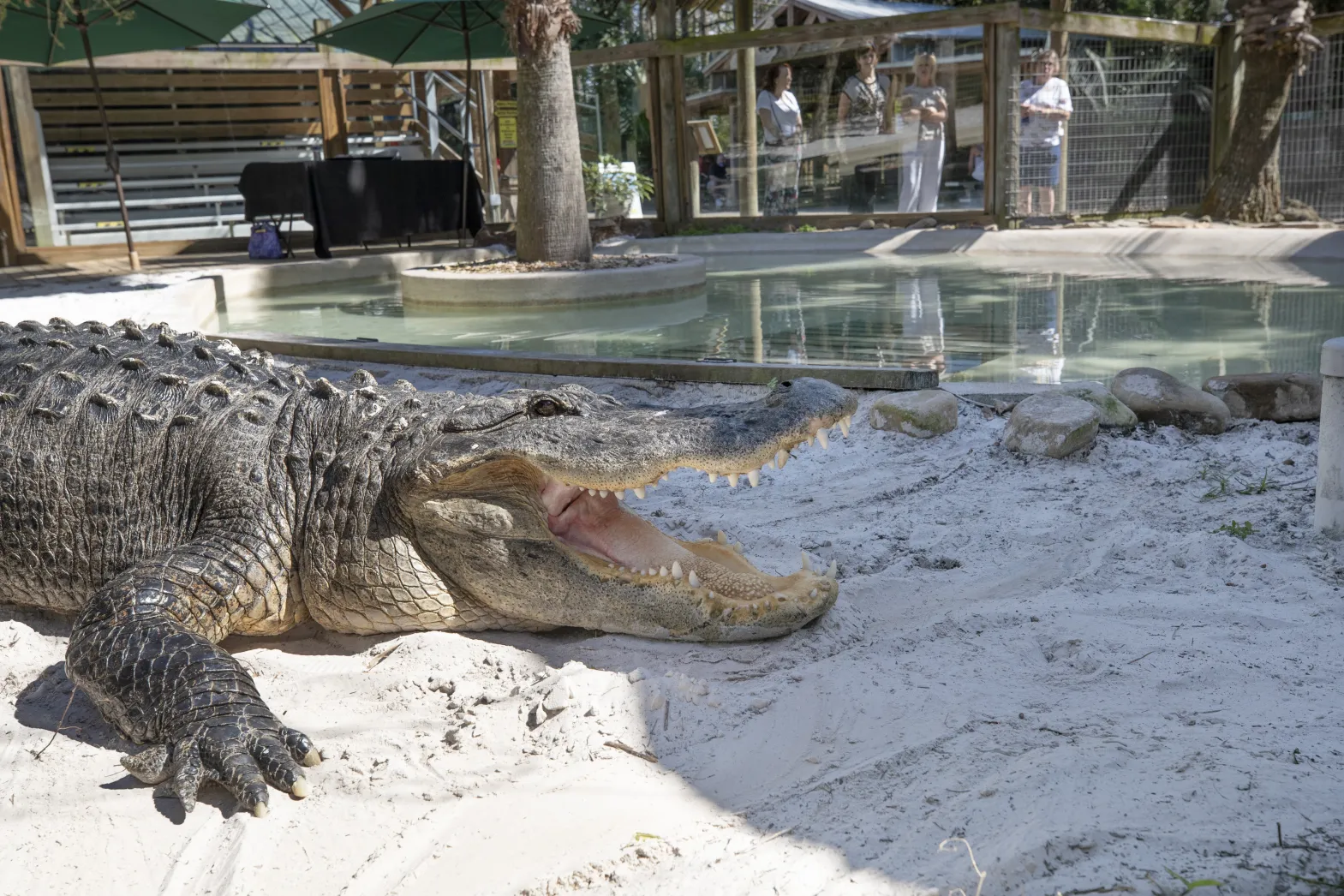 Gator Park