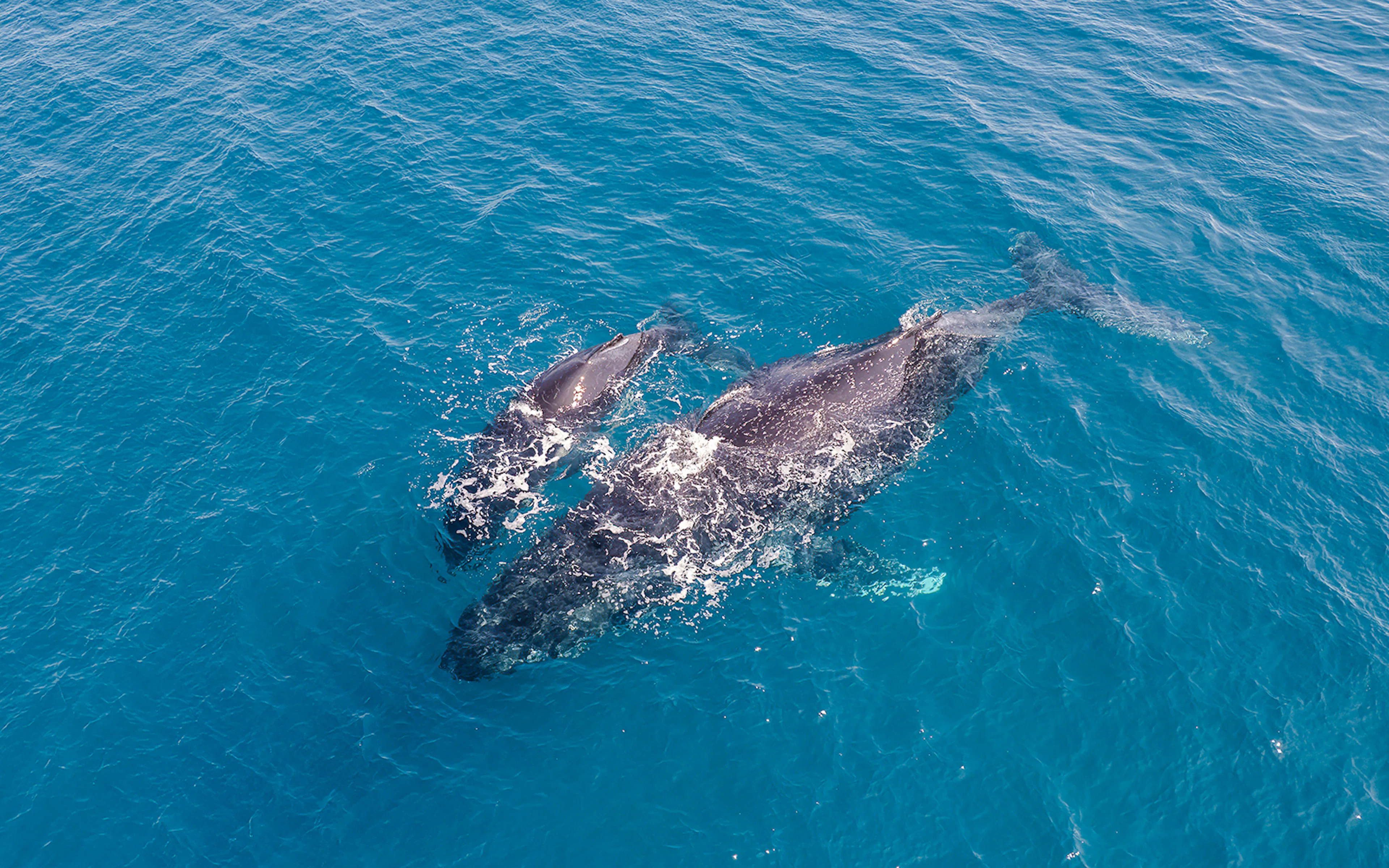 Provincetown Whale Watching in Stellwagen Bank