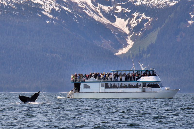 Your experience at Provincetown Whale Watching