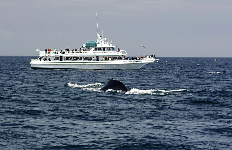 Provincetown Whale Watching