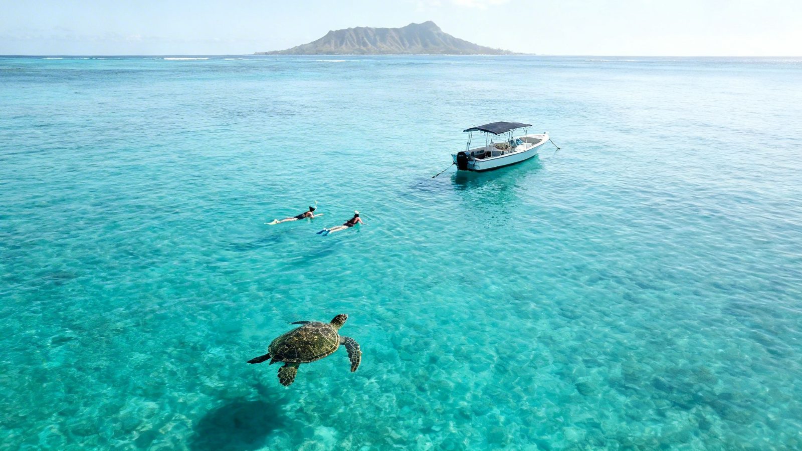 Coastal Wildlife