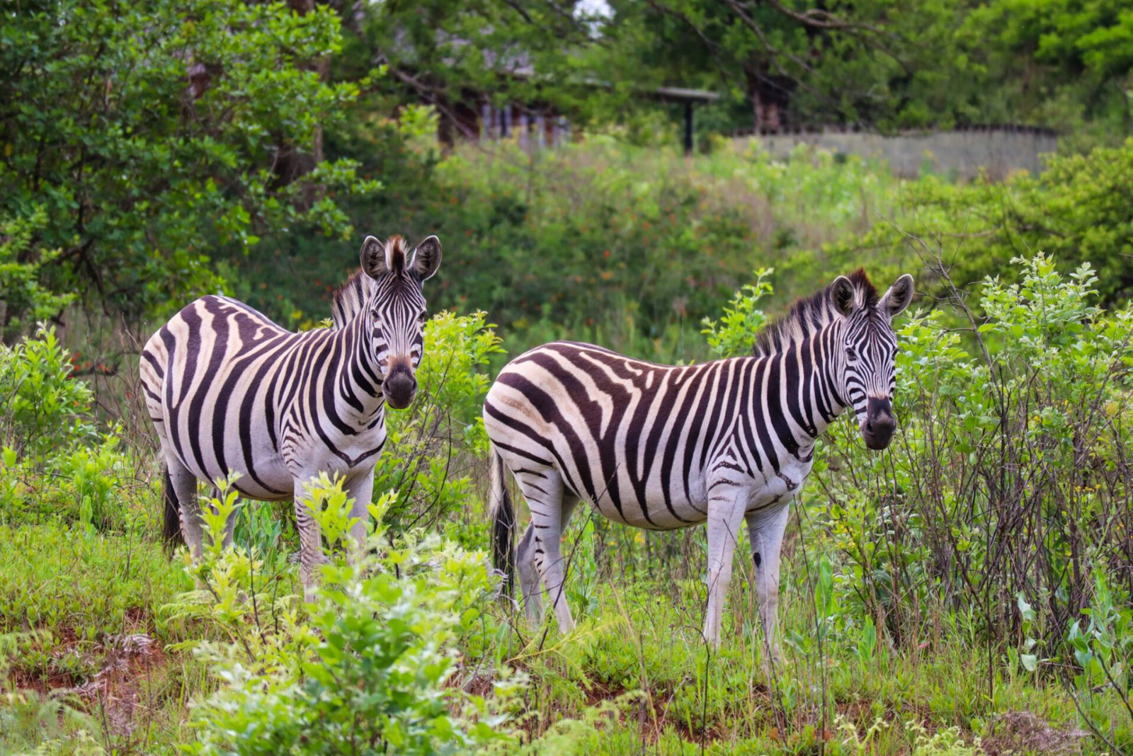 Your experience at Maputo to Eswatini Day Trip